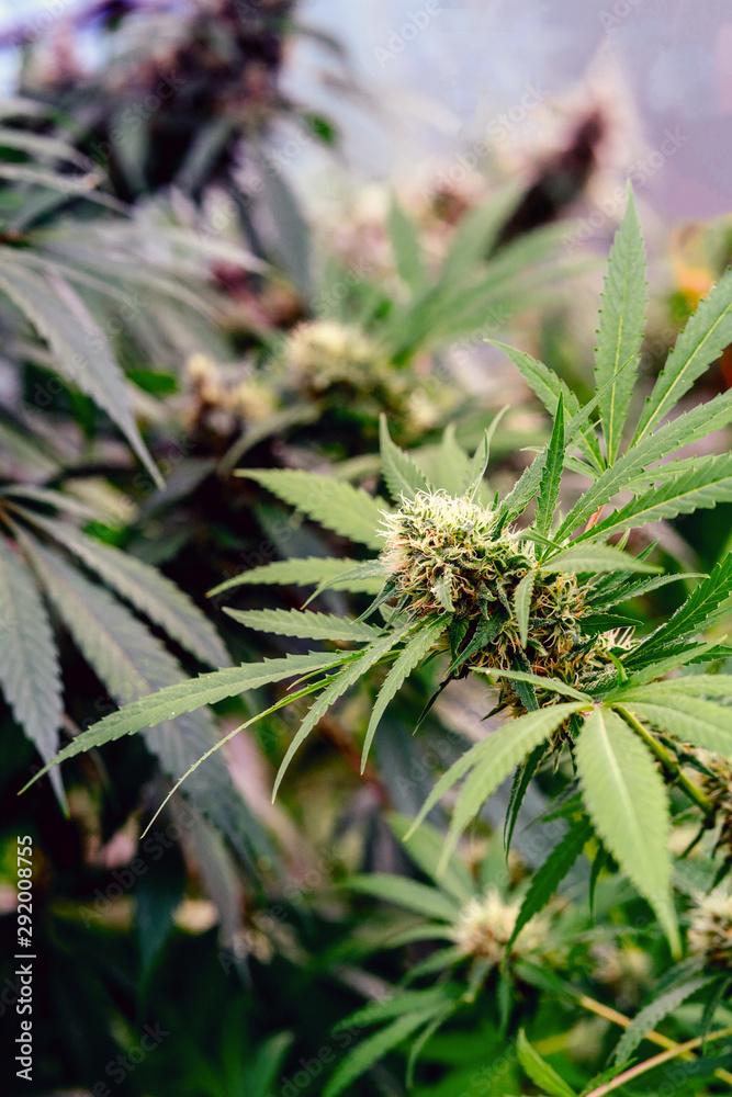 Organic Medical Marijuana Plants. Organic Medical Marijuana Plants.