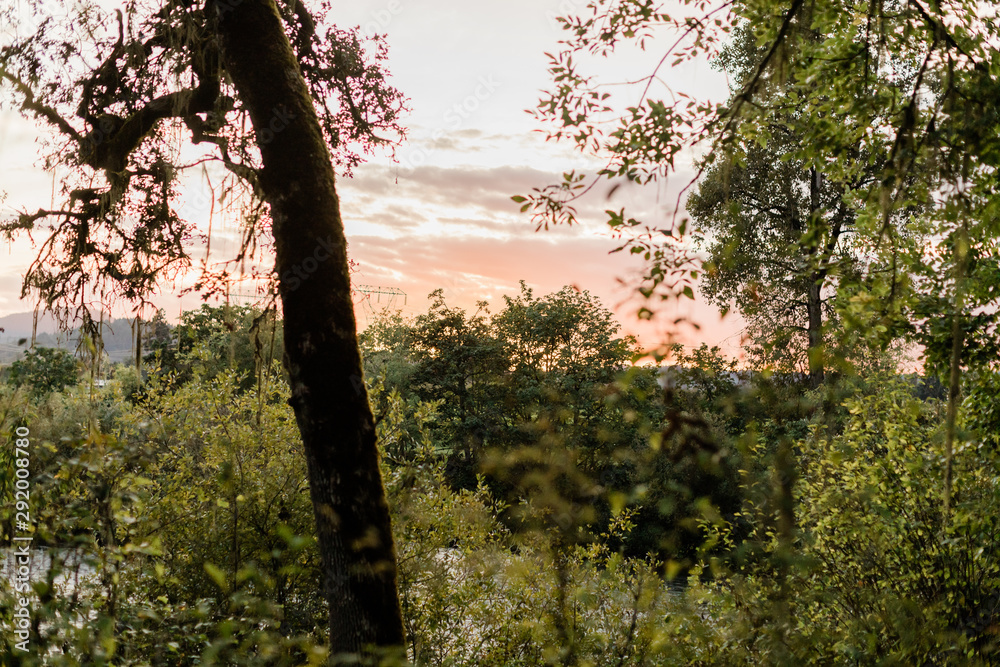 Fototapeta premium Trees and sunset