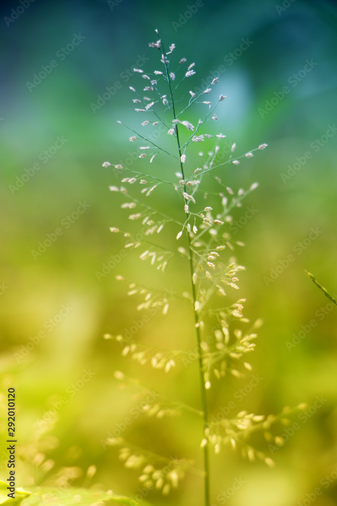 green leaf green leaf