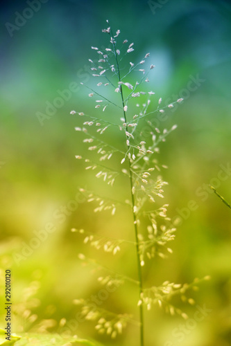 green leaf © Givantha Madushanka