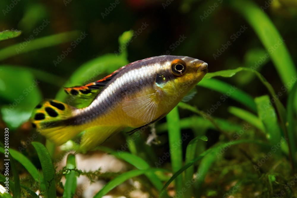 Pelvicachromis pulcher young female of freshwater fish, popular ornamental species, endemic of African river Congo, kribensis cichlid in biotope design aquarium image Pelvicachromis pulcher young female of freshwater fish, popular ornamental species, endemic of African river Congo, kribensis cichlid in biotope design aquarium image