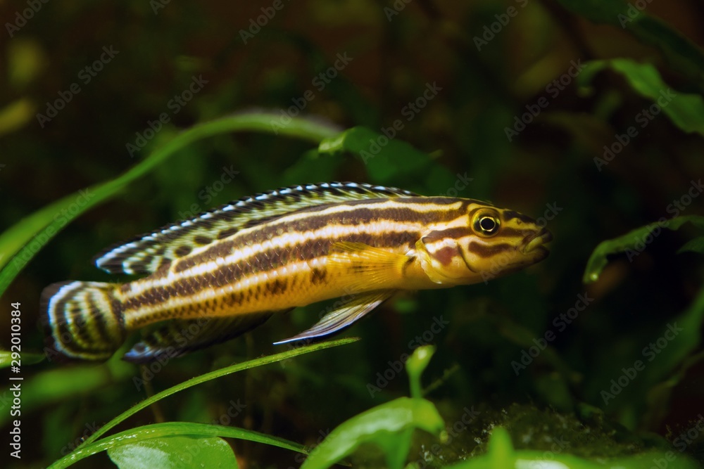 Julidochromis ornatus hybrid young male of freshwater fish, lake Tanganyika timid and vulnerable endemic species hide in rich plant vegetation in nature aquarium