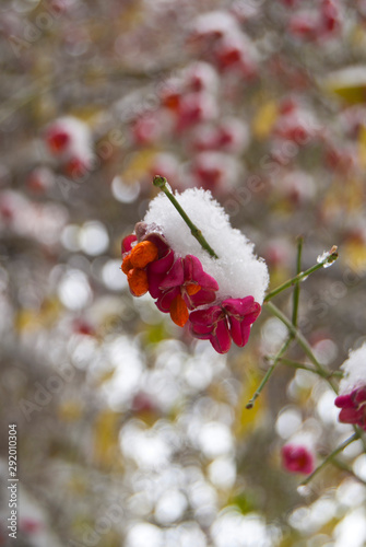 cherry blossom in spring