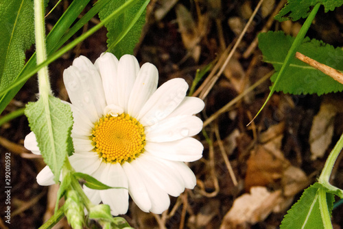 white flower in the garden