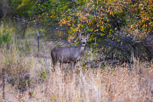 Mule Deer Doe in the Mountains