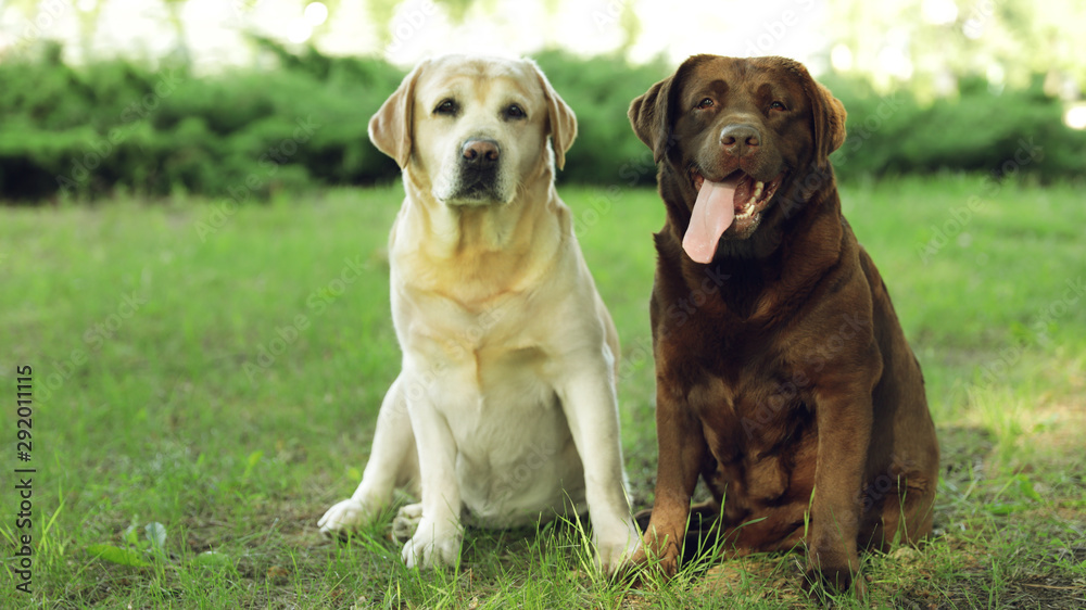 Funny Labrador Retriever dogs in green summer park Stock Photo | Adobe Stock
