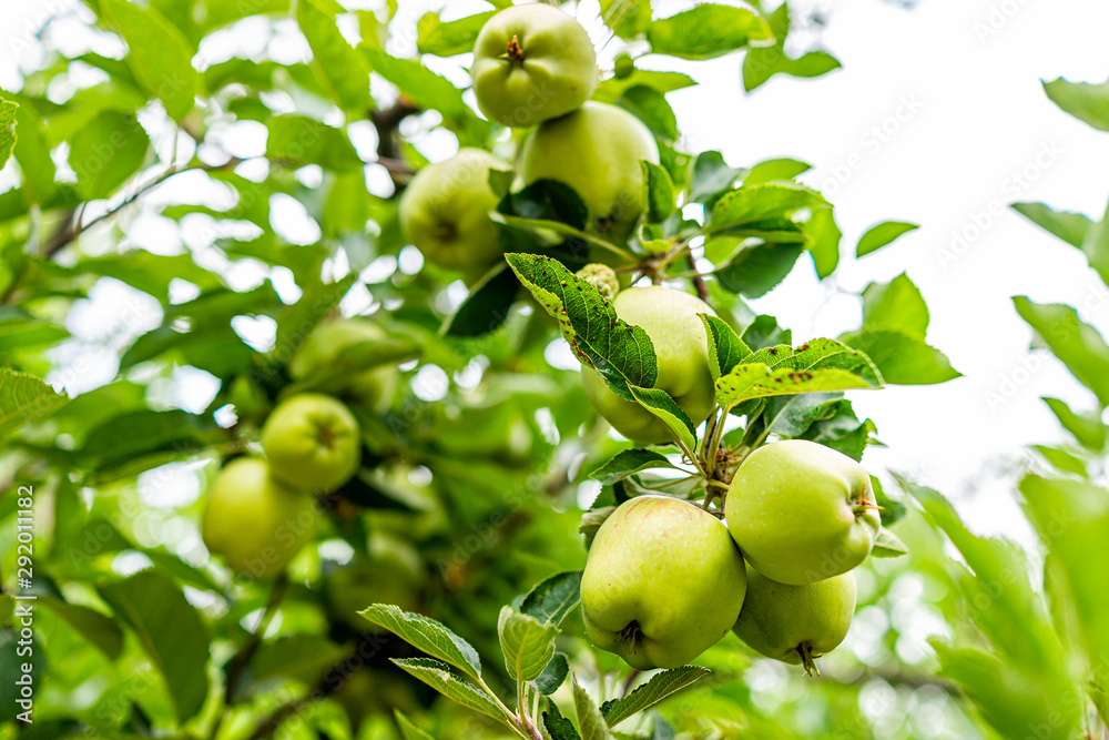 Many hanging unripe green apples fruit on tree in orchard in summer in Capitol Reef National Monument in Utah with foliage Many hanging unripe green apples fruit on tree in orchard in summer in Capitol Reef National Monument in Utah with foliage