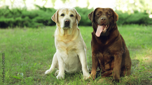 Photography Funny Labrador Retriever dogs in green summer park