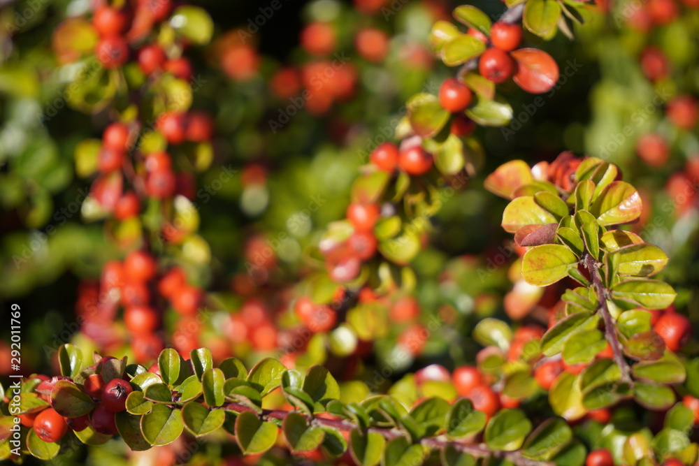 Bush with green leaves and berries, ripe autumn fruits. berry background, in focus branches in the foreground