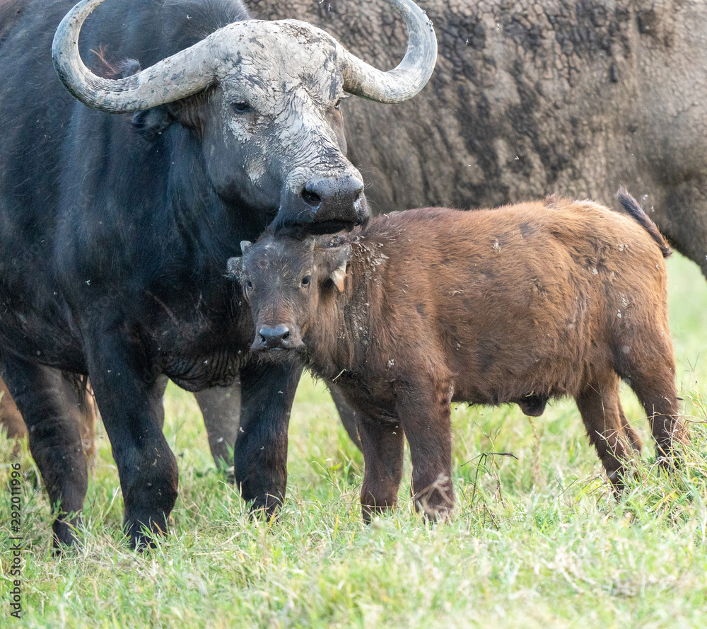 African Buffalo and Calf - Lake Nakuru Kenya African Buffalo and Calf - Lake Nakuru Kenya