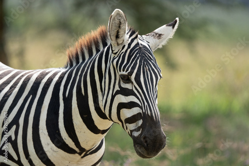 Zebra - Lake Nakuru Kenya © Ned Soltz