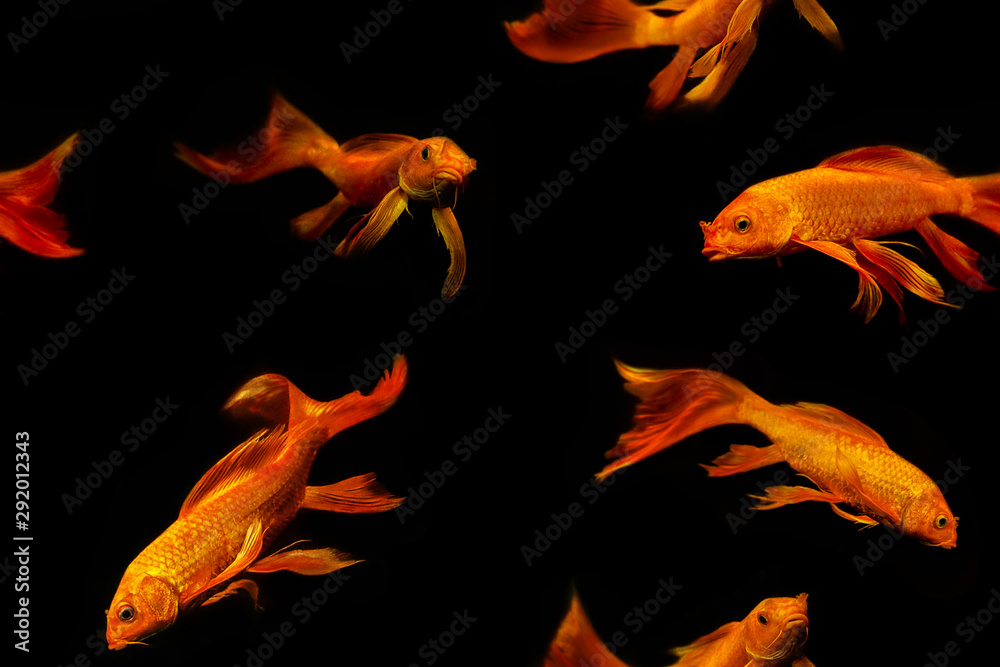 Fototapeta premium Goldfish, geometric seamless pattern, set, collage isolated on black background.