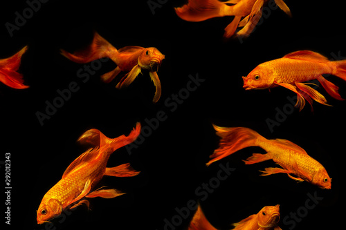Goldfish, geometric seamless pattern, set, collage isolated on black background.