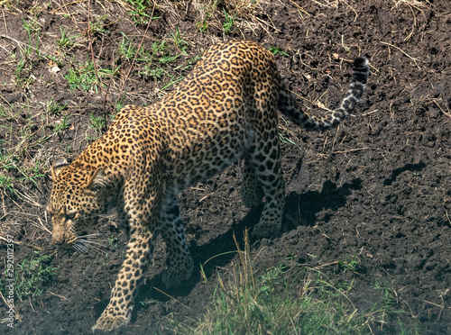 Leopard On The Prowl - Masai Mara Kenya