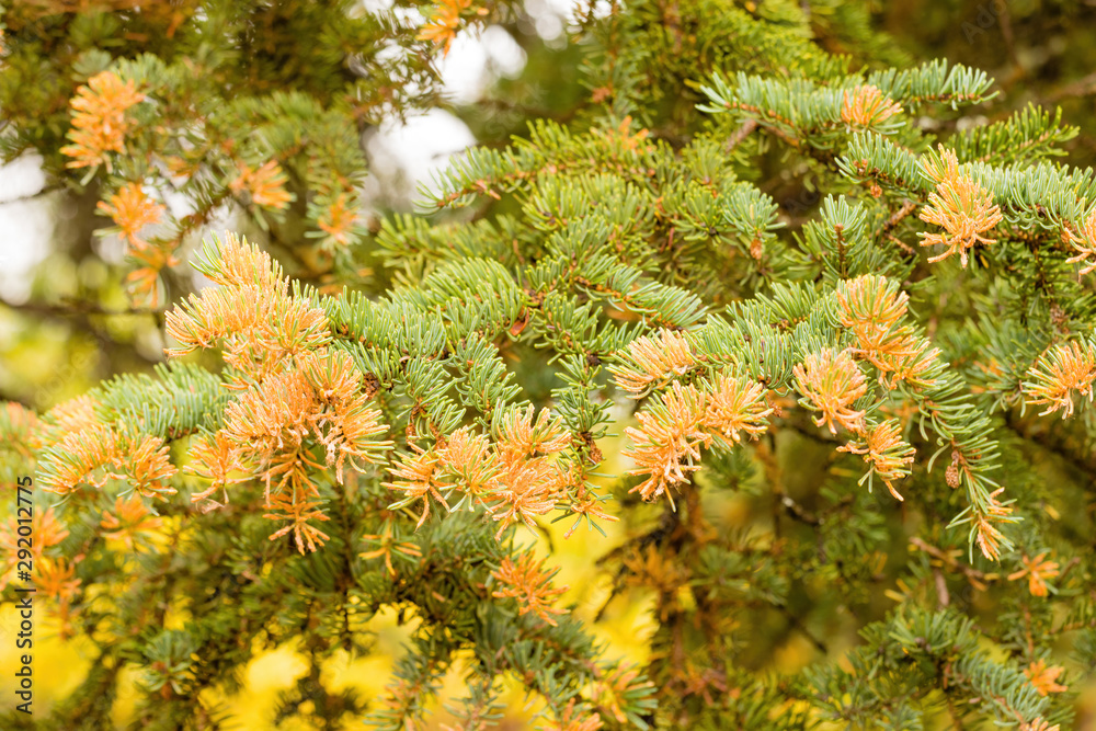 Orange spores of Spruce Labrador Tea Rust fungal disease Orange spores of Spruce Labrador Tea Rust fungal disease