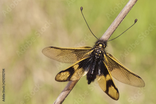 Libelloides ictericus owlfly precious insect of the Neuroptera family perched during sunset in the meadows plants prepared to sleep