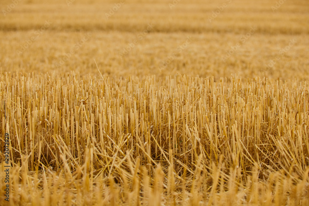 Harvest time. Landscape of cutted wheat field. Harvest time. Landscape of cutted wheat field.