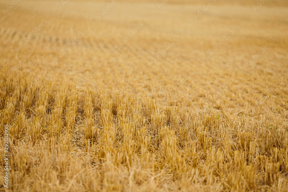 Harvest time. Landscape of cutted wheat field. Harvest time. Landscape of cutted wheat field.