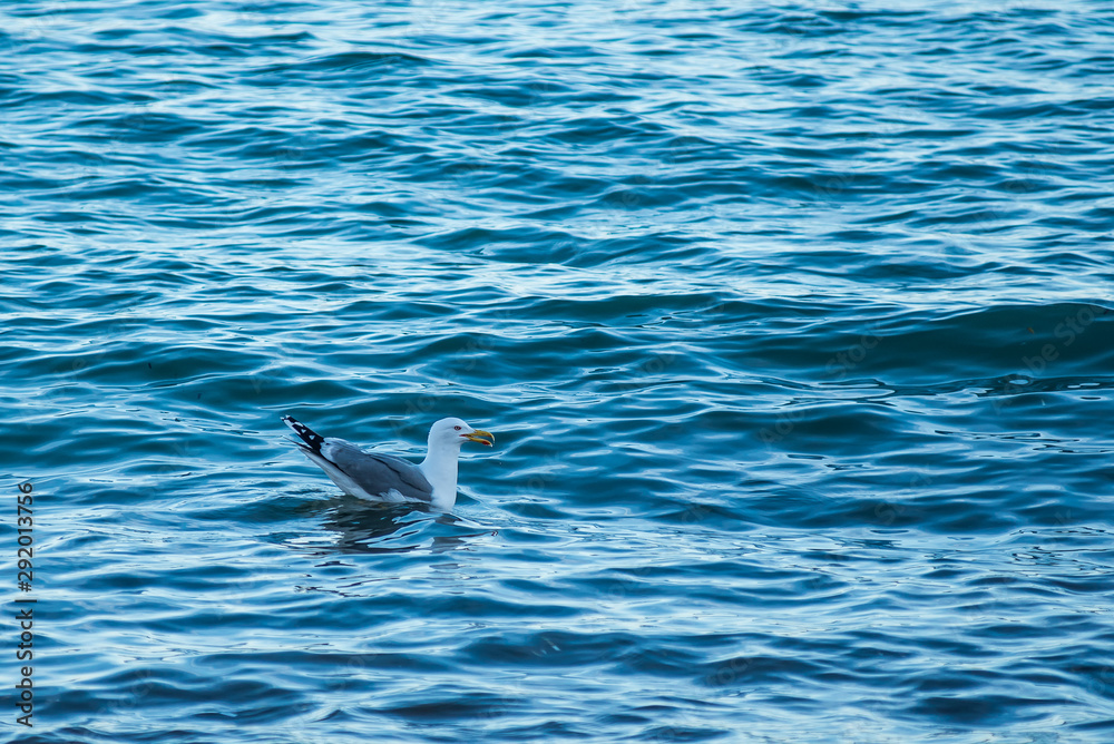 Fototapeta premium Seaguall resting on the sea water