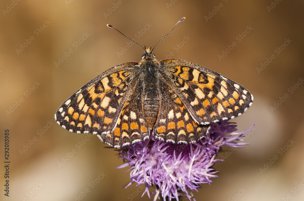 Obraz premium Melitaea species colored chess butterfly perched on a plant it feeds on