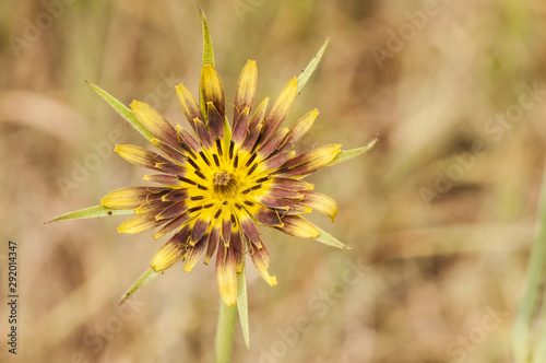 Tragopogon species goatsbeard or salsify purple yellow and green multicolored flower in mountain meadow