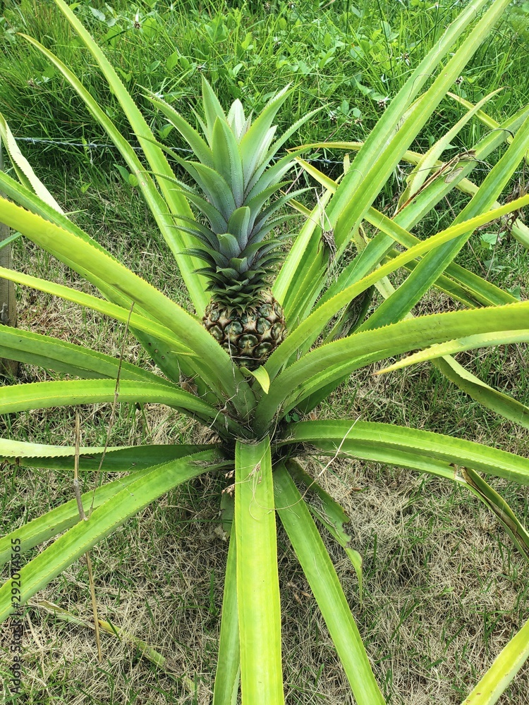 Obraz premium green plant