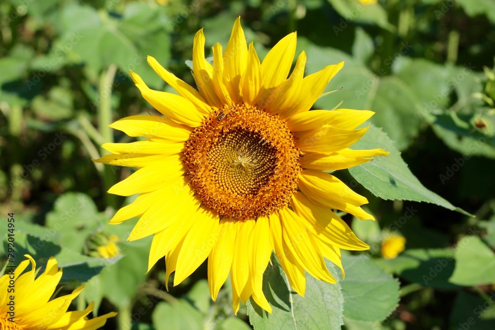 A close view of the bright yellow sunflower on a sunny day. A close view of the bright yellow sunflower on a sunny day.