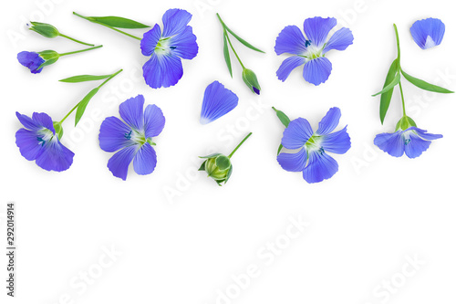 flax flowers or Linum usitatissimum on a white background with copy space for your text. Top view  flat lay