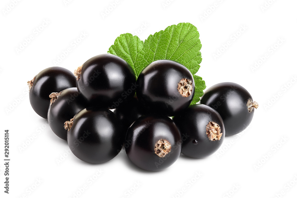 black currant with leaf isolated on white background black currant with leaf isolated on white background