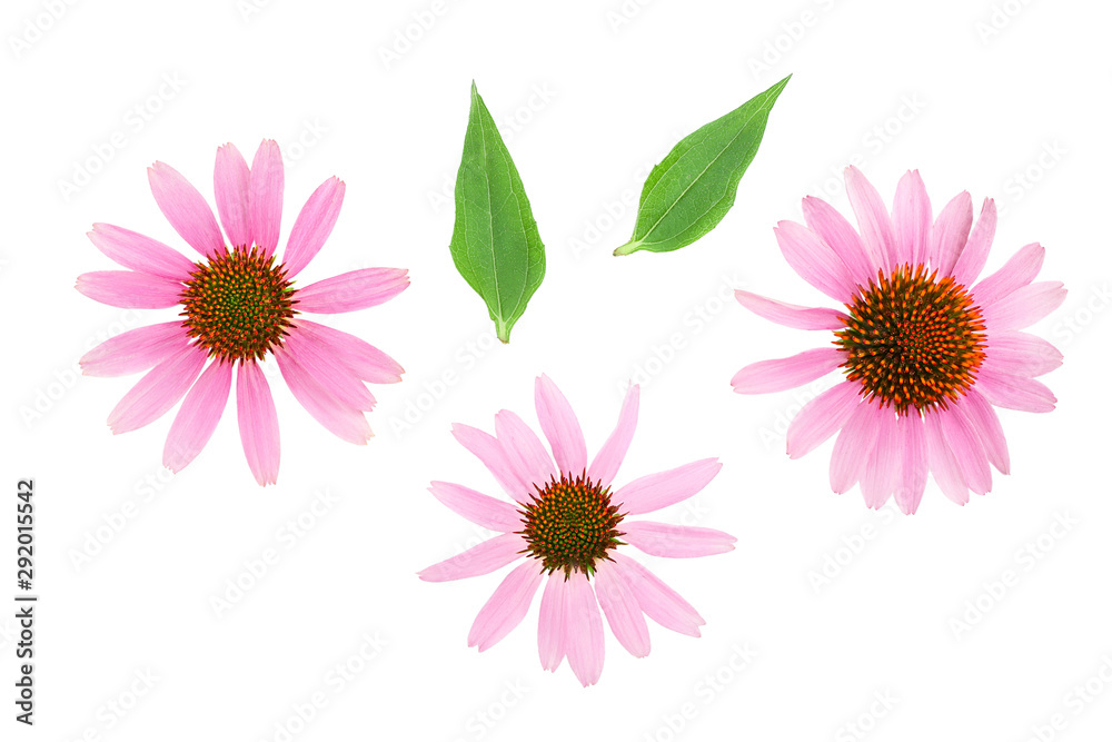 Coneflower or Echinacea purpurea isolated on white background, Top view. Flat lay. - obrazy, fototapety, plakaty 