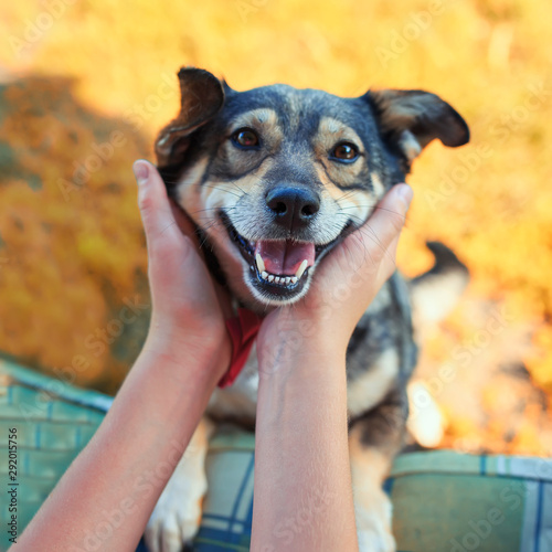 portrait of a cute brown dog smiling and devotedly looking at master stroking...