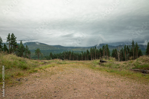 The Cairngorm mountain forest after rain in Scotland