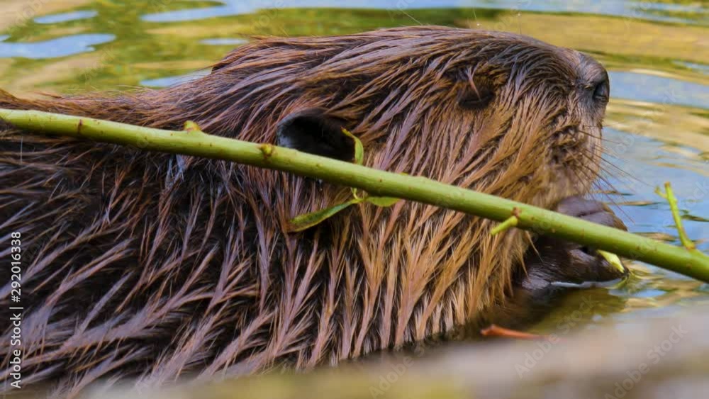 Beaver in water chewing on a stick 4K close up of head and front feet. Beaver in water chewing on a stick 4K close up of head and front feet.