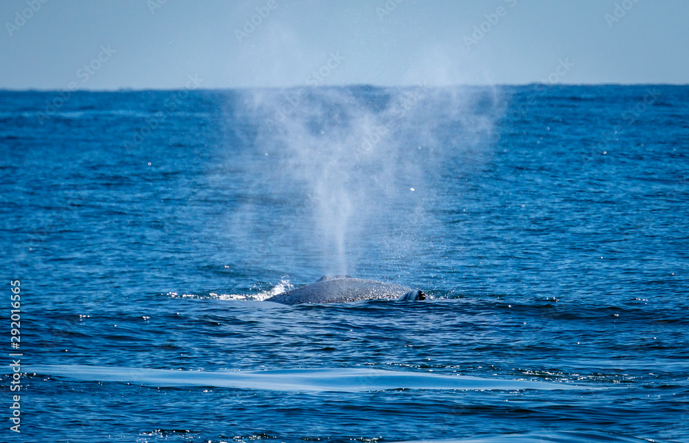 A humpback whale spouting against the blue ocean and sky.