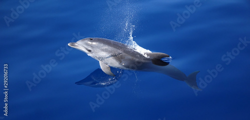 Dolphin jumping out of the water in the mediterranean sea