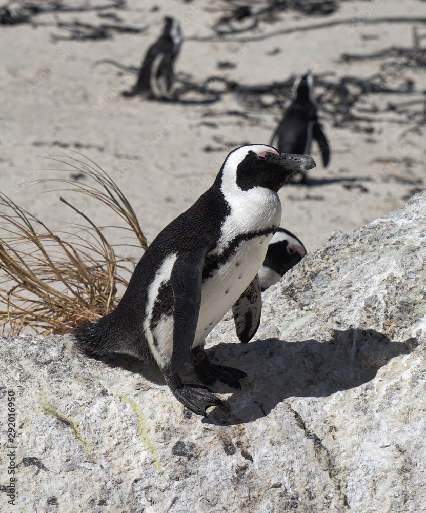 Obraz premium penguins at boulders beach in south africa