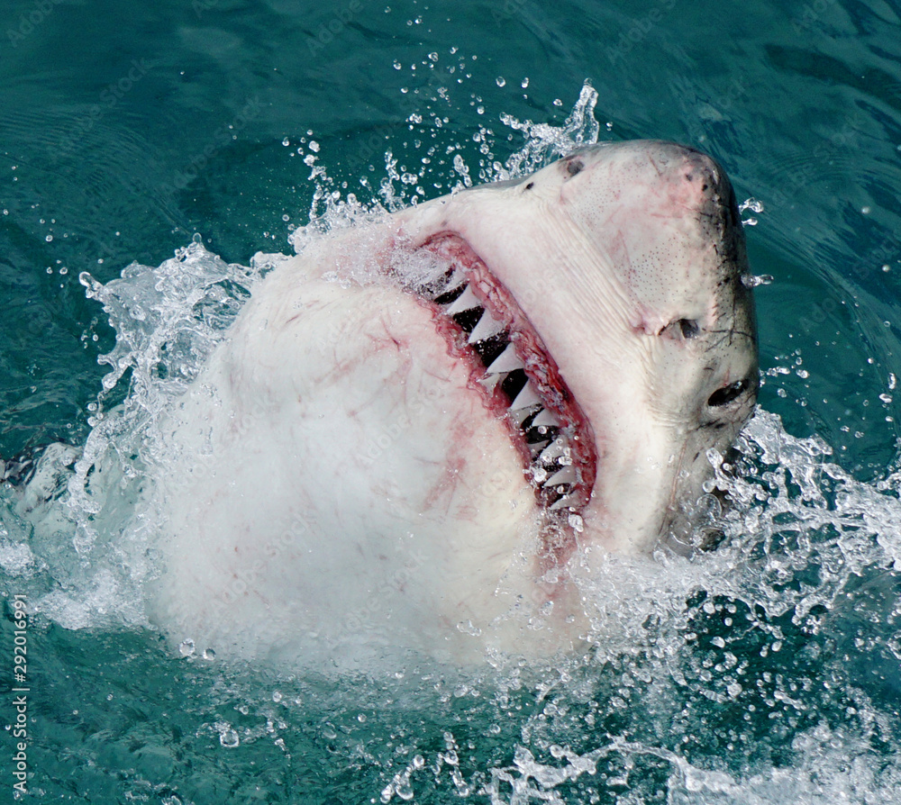 Closeup stop-action wildlife photographers and Great white Shark jumping up  from water mouth open teeth showing grabbing bait Walker Bay South Africa  Stock Photo - Alamy