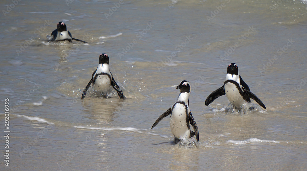 Fototapeta premium Brillenpinguine in Südafrika am Boulders Beach