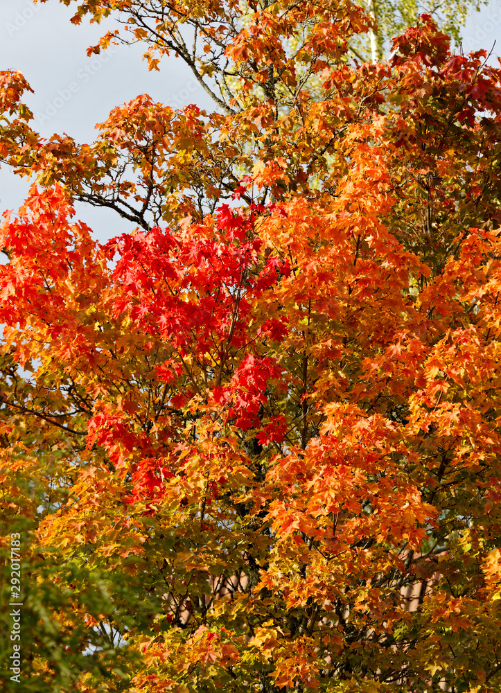 A maple tree in autumn colours. Leaves have turned to yellow and red.