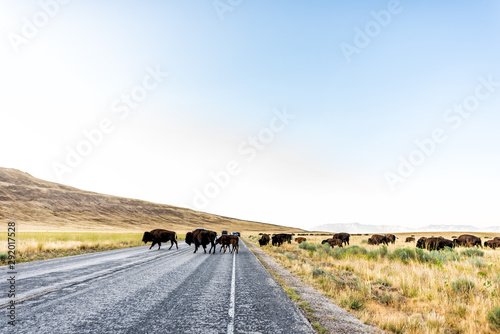 Wide angle view of many wild bison herd crossing road in Antelope Island State Park in Utah in summer with paved street and cars photo