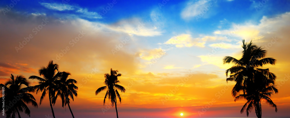 Sunset and dark silhouette of palm trees against the sky. Wide photo.