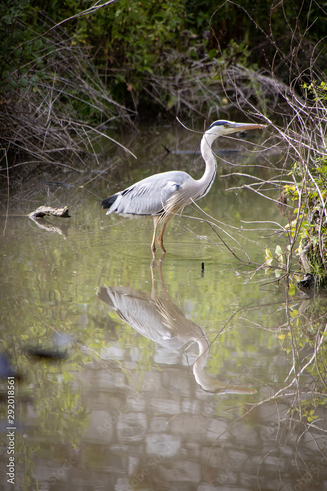 Reiher mit Spiegelung