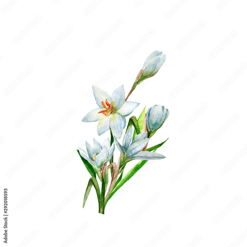 Bouquet of white watercolor flowers..Pattern on white and colored background. Bouquet of white watercolor flowers..Pattern on white and colored background.
