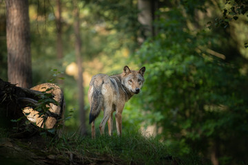 Acrylglasbilder Waldtiere Wolf in der Wildnis bei Sonnenaufgang  © Dennis