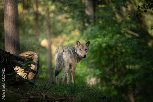 Foto wolf in the wild during Sunrise