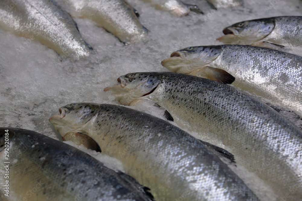 Fresh raw fish on store shelve with ice Fresh raw fish on store shelve with ice