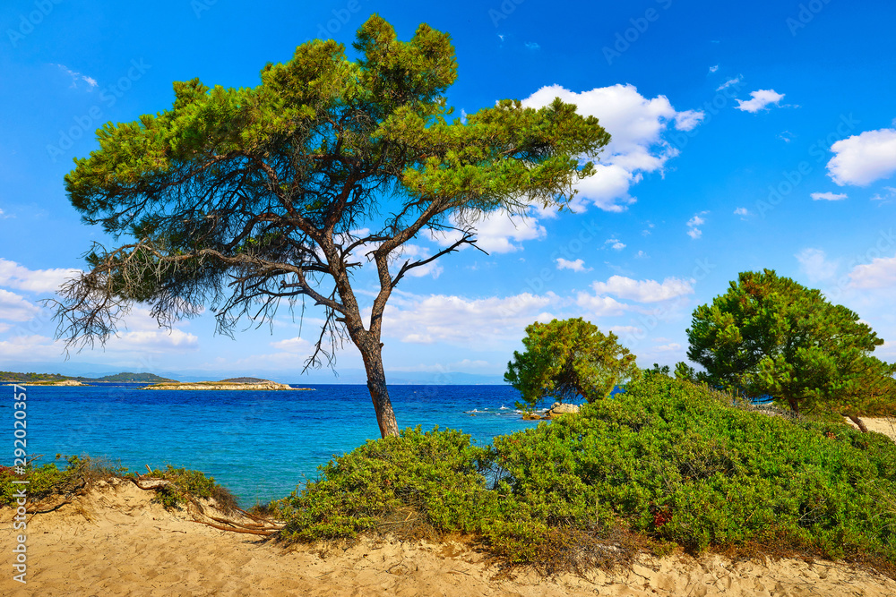 Karidi Beach at peninsula Sithonia, Chalkidiki, Greece. Green pine tree and bushes, beach coastline of Aegean sea with blue water. Summer sunny day sky clouds. Popular touristic vacation destination. Karidi Beach at peninsula Sithonia, Chalkidiki, Greece. Green pine tree and bushes, beach coastline of Aegean sea with blue water. Summer sunny day sky clouds. Popular touristic vacation destination.