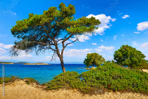 Karidi Beach at peninsula Sithonia, Chalkidiki, Greece. Green pine tree and bushes, beach coastline of Aegean sea with blue water. Summer sunny day sky clouds. Popular touristic vacation destination. © Yasonya