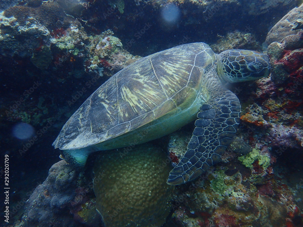 sea turtle and diver sea turtle and diver