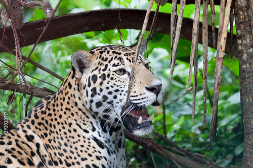 Jaguar in Rainforest